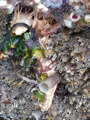 Eupentacta quinquesemita