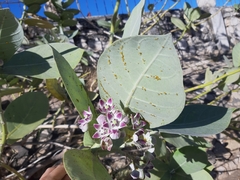 Calotropis procera