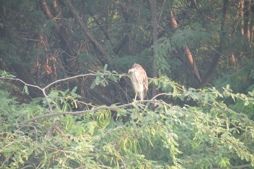 Black-crowned Night Heron