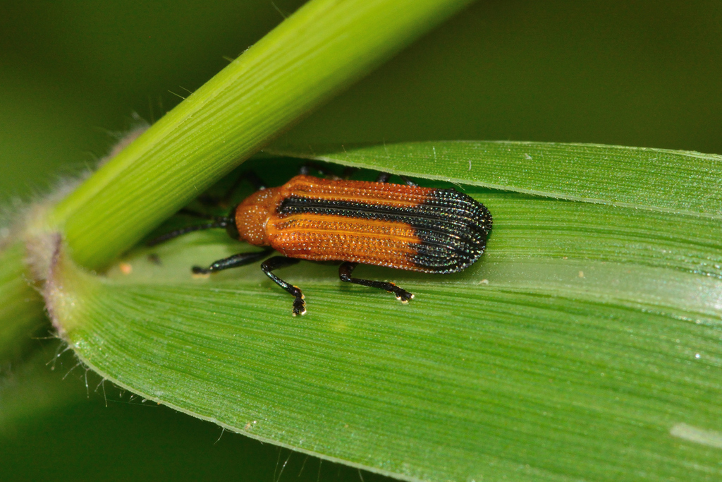 Chalepus horni