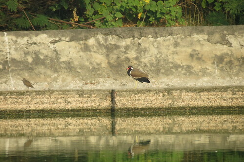 Red-wattled Lapwing