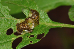 Helocassis testudinaria