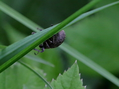 Parethelcus pollinarius