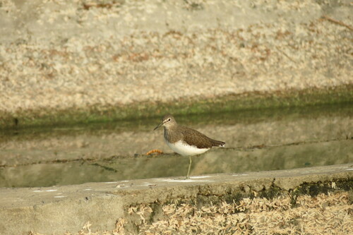 Green Sandpiper