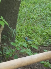 Uraeginthus angolensis