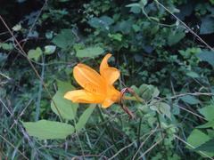 Hemerocallis hakuunensis