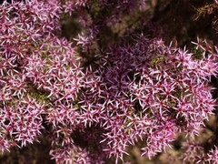 Calytrix exstipulata