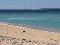 Larus dominicanus melisandae