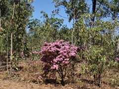 Calytrix exstipulata