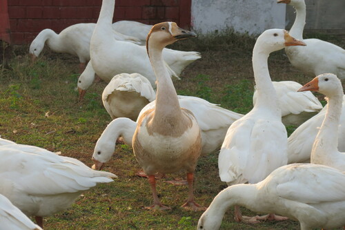 Domestic Swan Goose