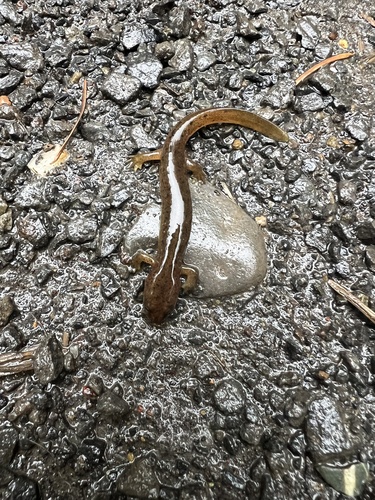 Cascade Torrent Salamander, Rhyacotriton cascadae
