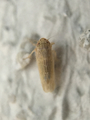 Graminella sonora
