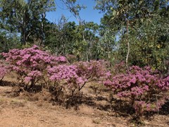 Calytrix exstipulata