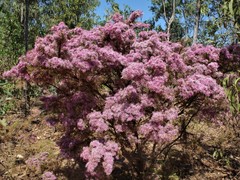 Calytrix exstipulata