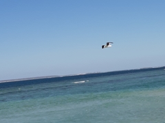 Larus dominicanus melisandae