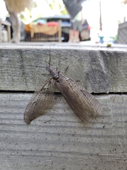 Chauliodes