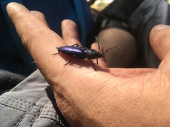 Semanotus amethystinus