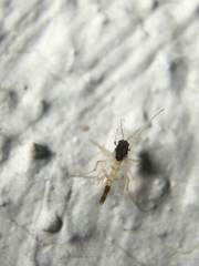 Apedilum elachistus