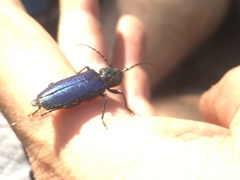 Semanotus amethystinus