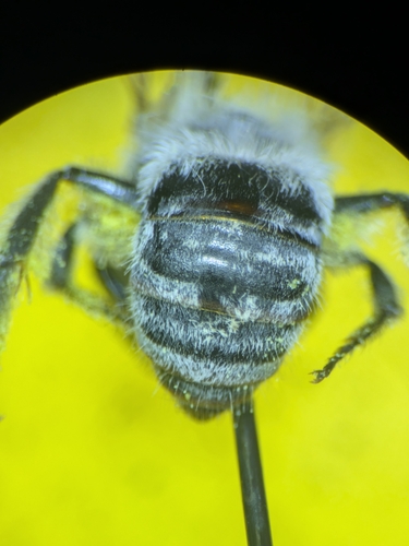 Cellophane Bees