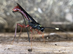 Echthrus abdominalis