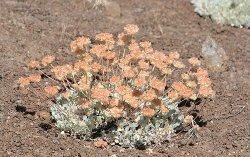 Eriogonum ovalifolium var. pansum