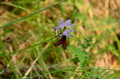Zygaena osterodensis