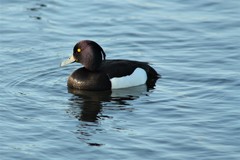 Aythya fuligula
