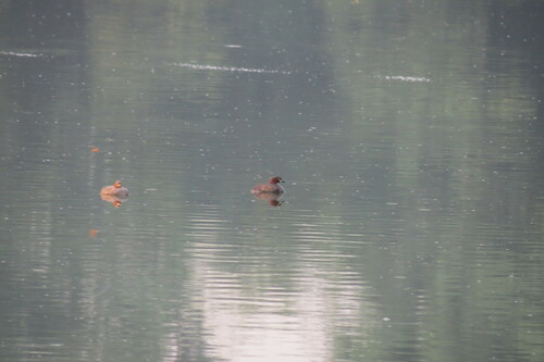 Little Grebe
