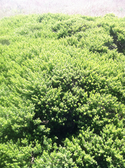 Baccharis pilularis pilularis