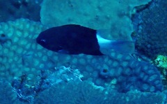 Pycnochromis margaritifer