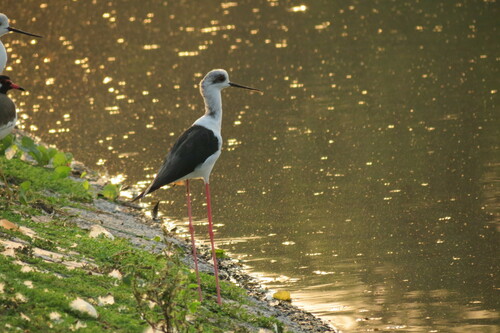 Black-winged Stilt