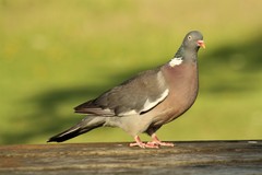Columba palumbus
