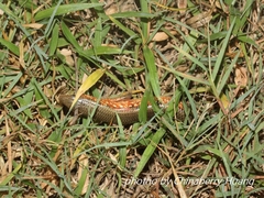 Plestiodon chinensis