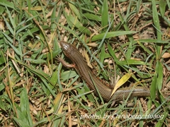 Plestiodon chinensis