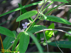 Helicteres angustifolia