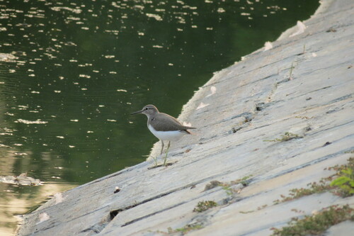 Common Sandpiper