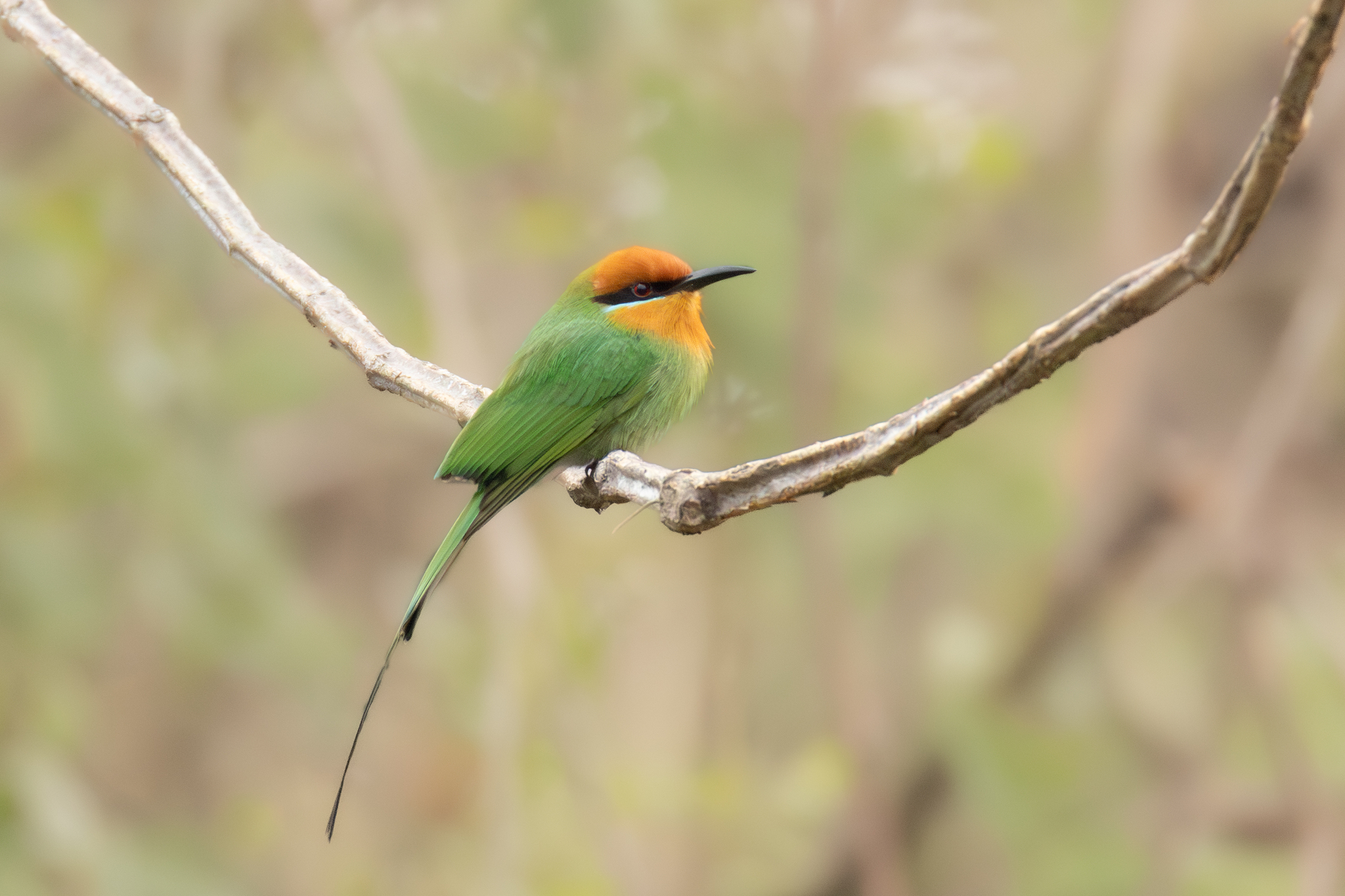 Böhm's Bee-eater (Merops boehmi), photo 1
