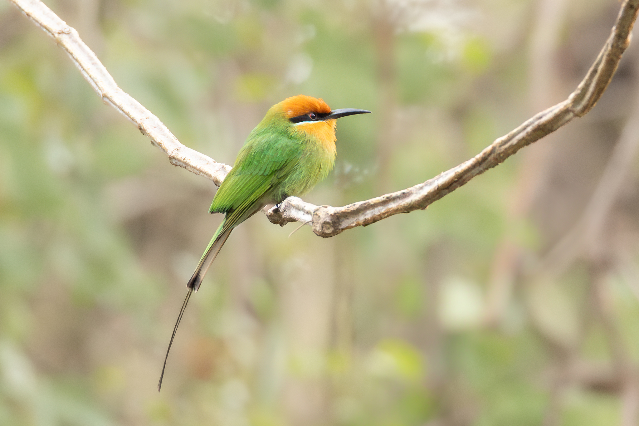 Böhm's Bee-eater (Merops boehmi), photo 2
