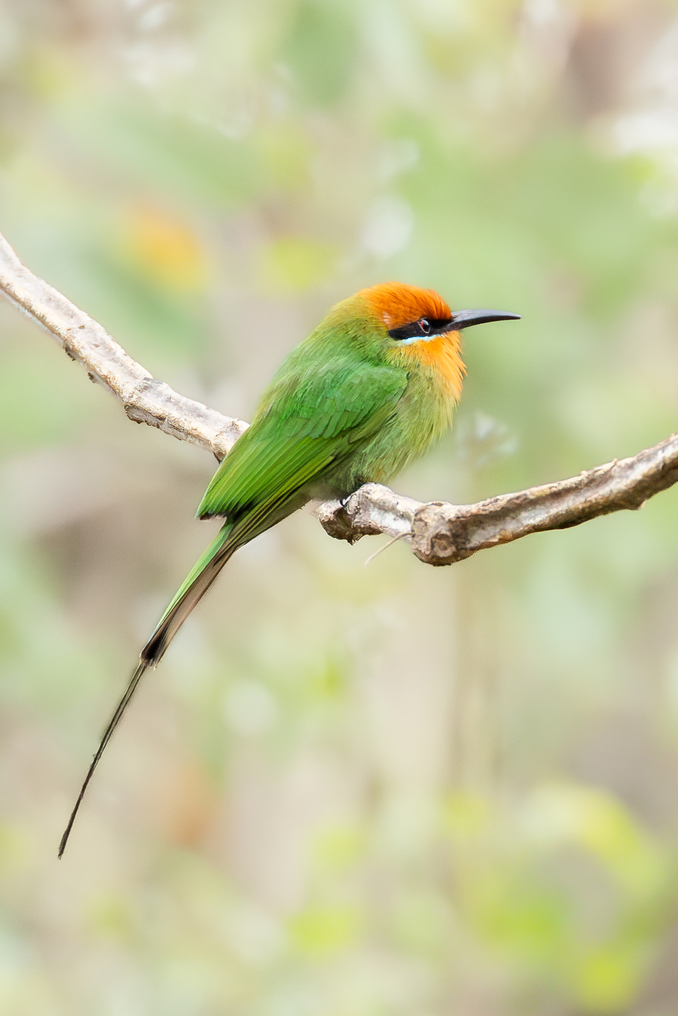 Böhm's Bee-eater (Merops boehmi), photo 6