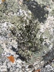 Draba breweri