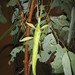 Red-shouldered Phasmid - Photo (c) Matthew Connors, some rights reserved (CC BY-NC), uploaded by Matthew Connors