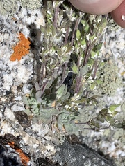 Draba breweri
