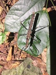 Neohirasea