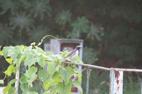 White-browed Wagtail