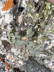 Draba breweri