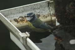 Cyanistes caeruleus