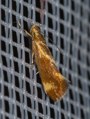 Metalampra