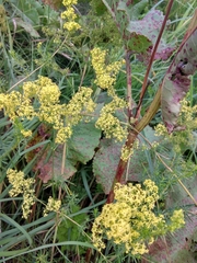 Galium × pomeranicum
