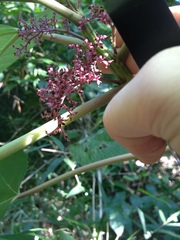 Stinging Nettle Tree (Urera baccifera)